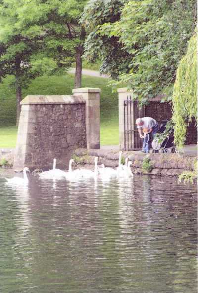A row of swans on the canal