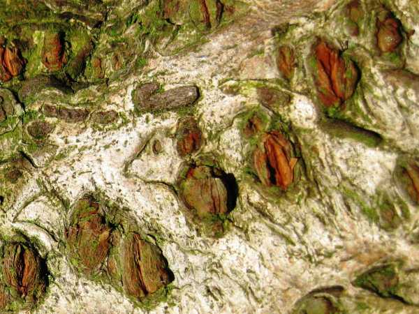 Cherry Tree Bark
