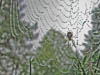 Wildlife