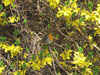 Wildlife