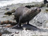 Wildlife