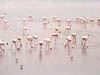 Wildlife
