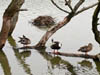 Wildlife