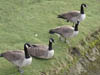 Wildlife