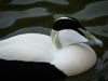 Wildlife
