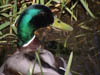 Wildlife