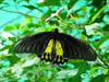 Wildlife