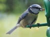 Wildlife
