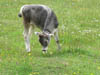 Wildlife