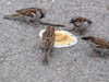 Wildlife