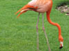 Wildlife