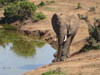 Wildlife