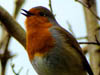 Wildlife