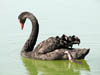 Wildlife