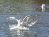 Wildlife