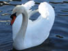 Wildlife