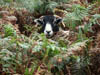 Wildlife