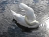 Wildlife