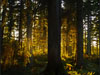 Landscapes