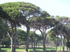Landscapes