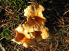 Fungi