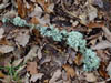 Fungi
