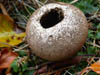 Fungi