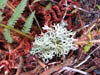 Fungi