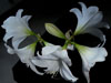 photography